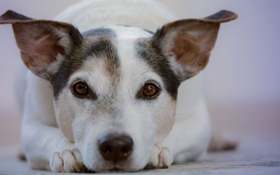 Canine Arthritis Benefits from Stem Cell Treatments