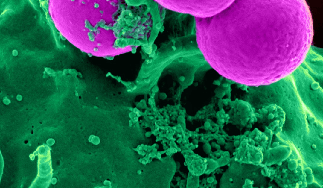 10 Stem Cell Predictions for 2019