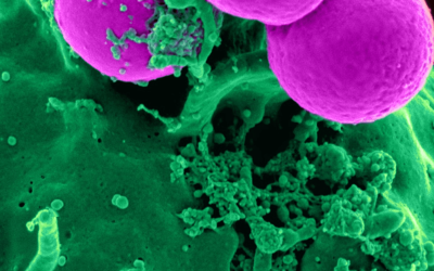 10 Stem Cell Predictions for 2019