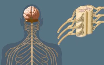 One step closer to treating spinal cord injury with our own stem cells!