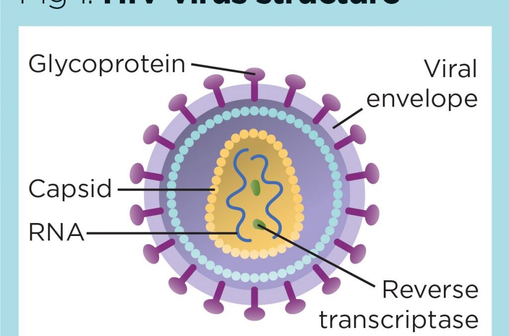 Research provides a roadmap to HIV eradication via stem cell therapy