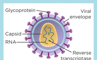 Research provides a roadmap to HIV eradication via stem cell therapy