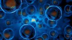 The Power of Stem Cells