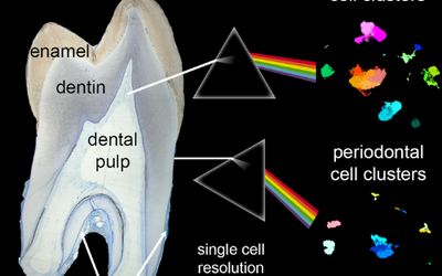 How stem cells in human teeth respond to different environmental conditions offers clues for regenerative medicine.