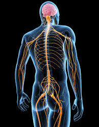 Untapped potential of stem cells could aid repair of spinal cord damage