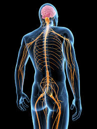 Untapped potential of stem cells could aid repair of spinal cord damage