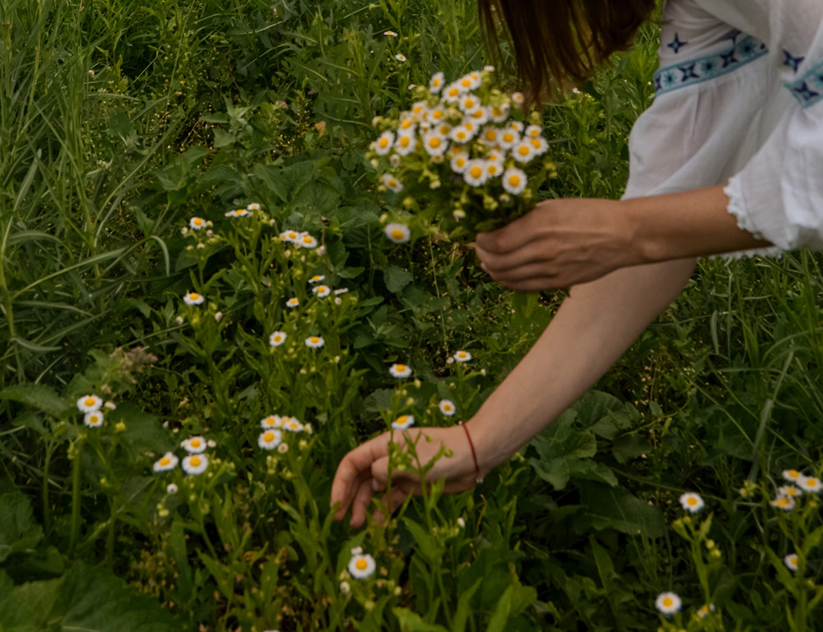 the-girl-tears-chamomiles-for-a-bouquet-2022-11-02-16-22-54-utc